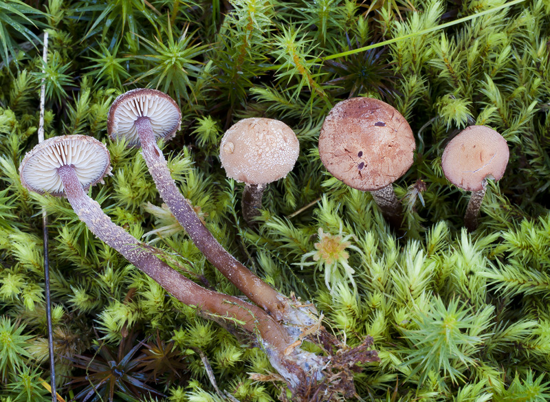 Cystoderma jasonis var. lilacipes